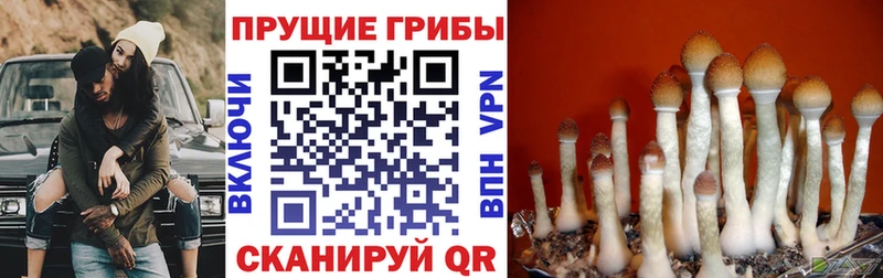 Псилоцибиновые грибы ЛСД  Елизаветинская 